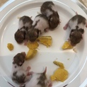 ゴールデンハムスター赤ちゃんメス1匹オス２匹