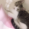 仲良し猫ちゃん(❁´꒳`❁)