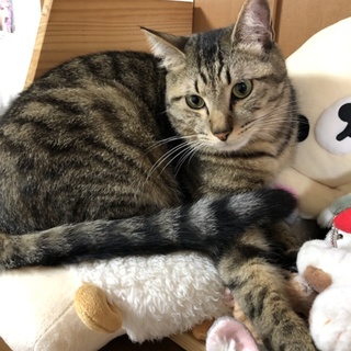 やんちゃで甘えん坊の「もも君」★