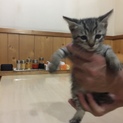 とても人間が大好きです