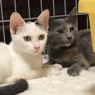 2匹飼いしませんか？