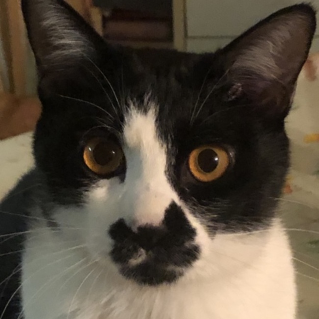 こん☆のカバー写真