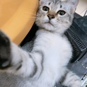 4ヶ月子猫里親募集☆