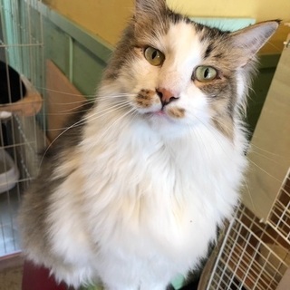 美しい長毛、ムッシュ（仮名）くんです。