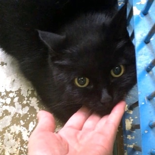 穏やかな黒猫 触れます