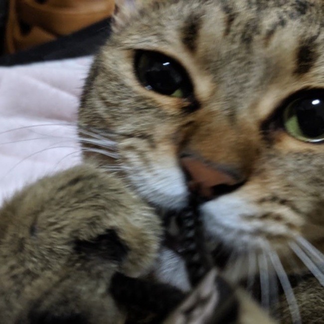 teamayuゆりぼーのカバー写真