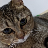 マーブル・シュガー・コンドー