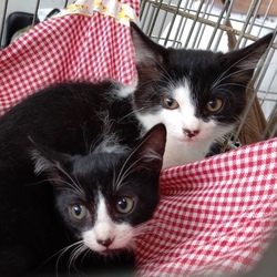 第３回保護猫の出会い会 in 猫見亭