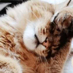 顔を洗ううちのソマリです