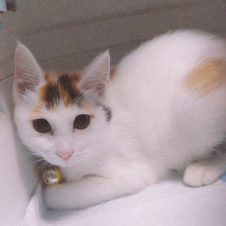 正式譲渡♥地域猫レスキュー♥ぷりん