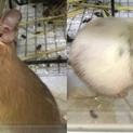 デグー 2匹