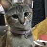 の写真