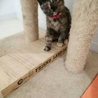 可愛いサビ猫ちゃん♡