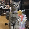 の写真
