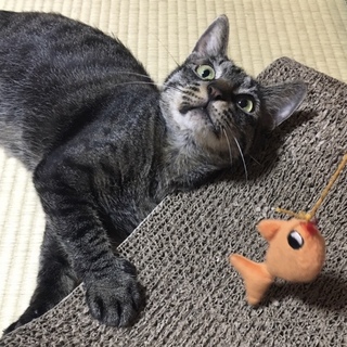 おしゃべり大好き☆美人顔の甘えんぼキジトラ2歳