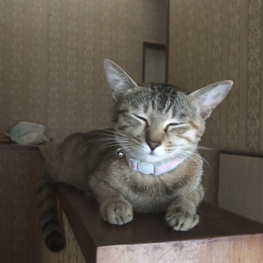 リンの写真