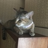 の写真