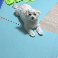もふ