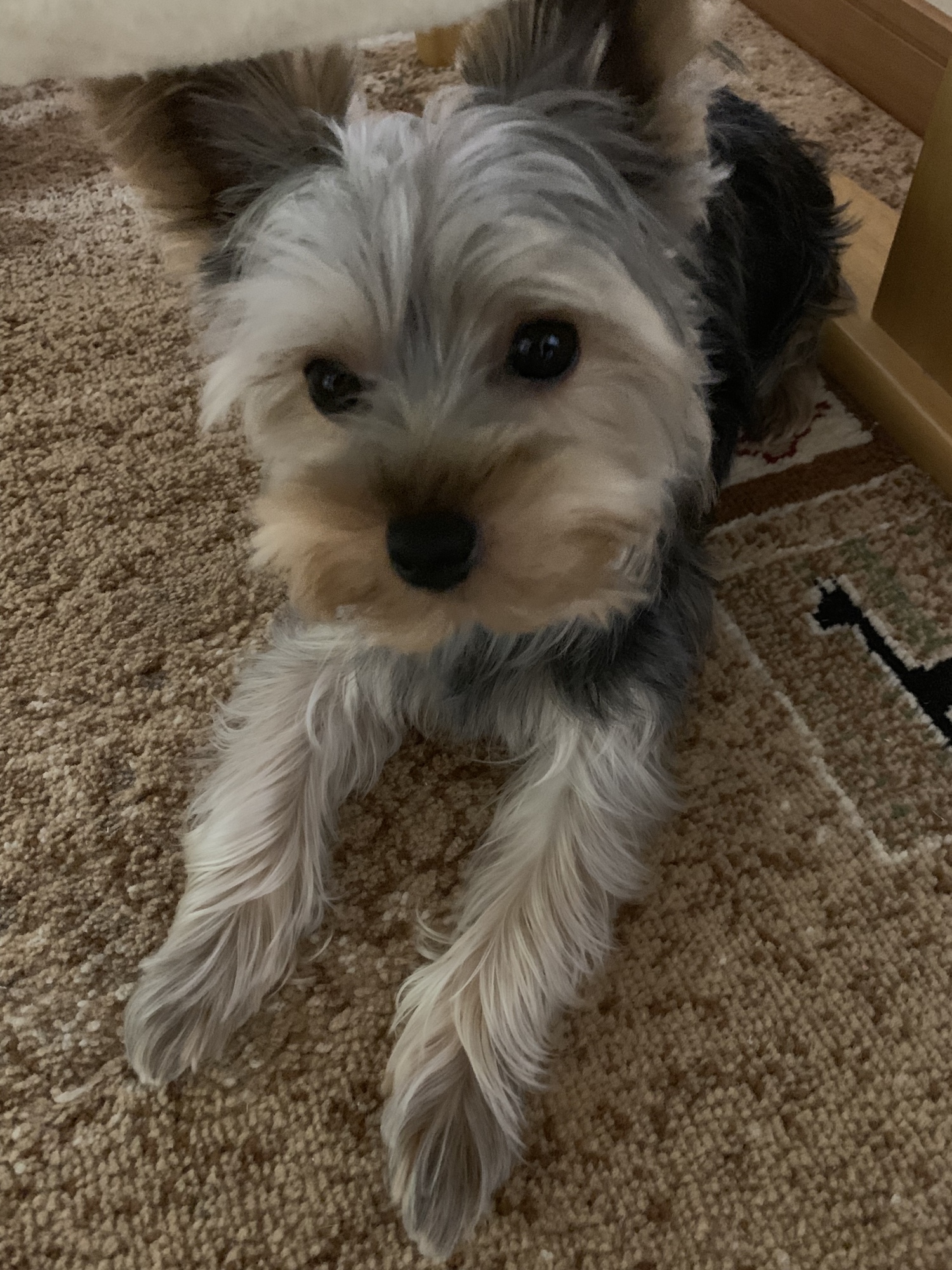 犬 ヨークシャー テリア に該当するギャラリー 注目順 ペットのおうち 月間利用者150万人