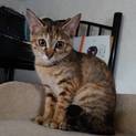 子供猫 仮名デルタ
