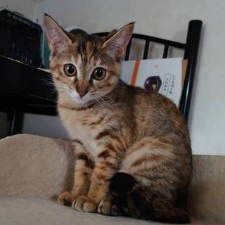 子供猫 仮名デルタ