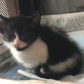 ハチワレ