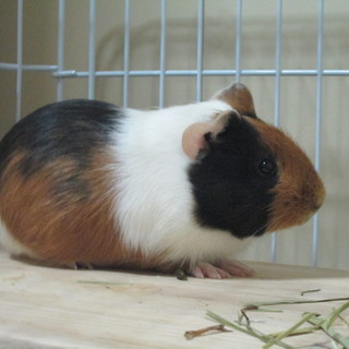 富山県より1年6か月の女の子モルモット　