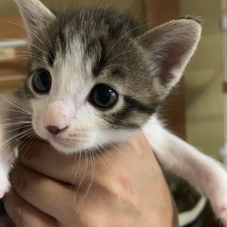 保護猫ちゃんが室内で産んだ子猫たちです