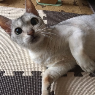 《交渉中》甘え上手なクレアちゃん