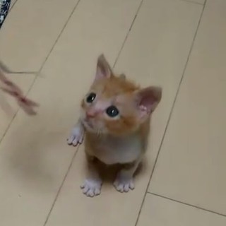 お見合い希望あり、募集一時停止