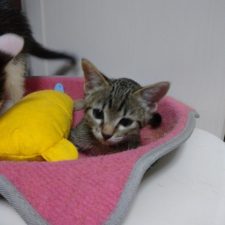 元気いっぱいキジトラ女の子