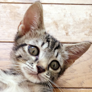 ゴロすり可愛いキジトラ男子なぎ君