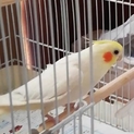オカメインコ(ルチノー)の里親募集