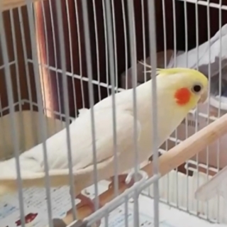 オカメインコ(ルチノー)の里親募集