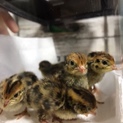 9月20日生まれのうずらです