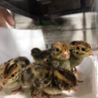 9月20日生まれのうずらです