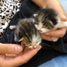 かわいい子猫