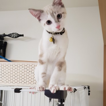 ぬいぐるみみたいなルーク