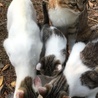 益田市遠田町 うの花猫