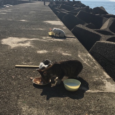 益田市遠田町 うの花猫ちゃん