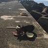 益田市遠田町 うの花猫ちゃん