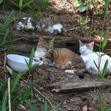 益田市遠田町 うの花 兄弟猫