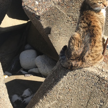 益田市遠田町 うの花漁港 ねこ家族