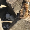 益田市遠田町 うの花漁港 ねこ家族
