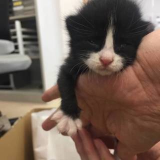 急募★保健所に連れて行かれます