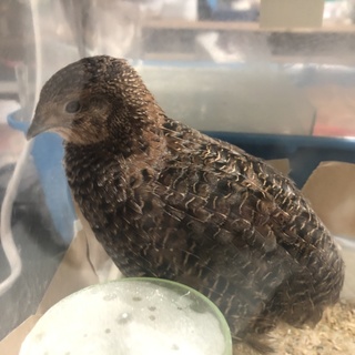 8/11産まれて 並ウズラ1羽里親募集