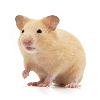 ハムスターメス