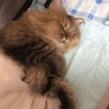 の写真