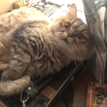の写真