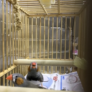 【交渉進行中一時募集中止します】キンカチョウ